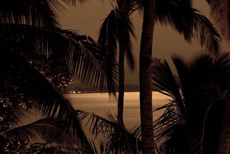 We welcome you to... Nocturnal Cove